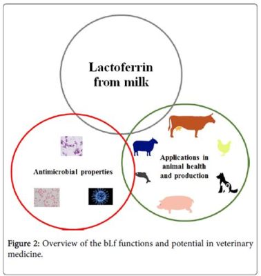  Lactoferrina: Un potente agente antimicrobico per una medicina innovativa!