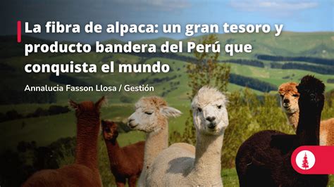  Alpaca: Un Tesoro Andino per la Produzione di Filati di Lusso!