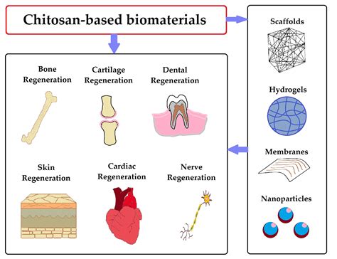 Chitosa: Un Biomateriale rivoluzionario per l'Ingegneria Tissutale e la Farmaceutica!