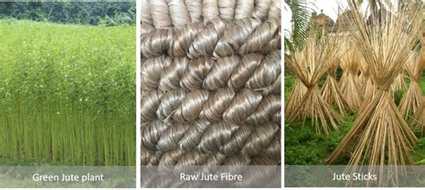 Jute: Un Materiale Naturale Rinnovabile per Applicazioni Industriali Innovativie!