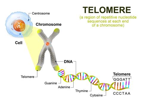 Telomer: Un Materiale Innovativo per l'Impregnatura di Tessuti ad Alta Resistenza!