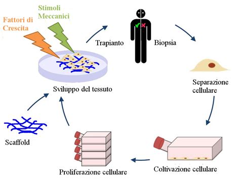  XerogeI: La Rivoluzione Biocompatibile nell'Ingegneria Tissutale e nella Riparazione Ossea!