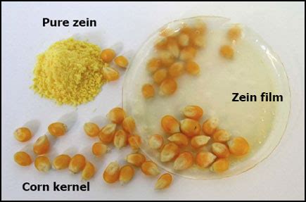 Zein: Un polimero naturale biodegradabile per il futuro dei tessuti?